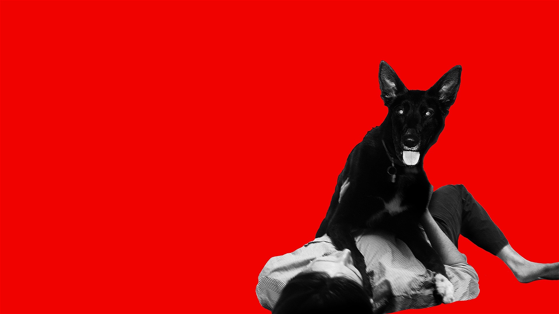 A black and white cut out image of a person lies on their back with a large black dog on their chest on a bright red background. The dog looks directly at the camera with his tongue hanging out.